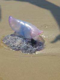 Portugiesische Galeere