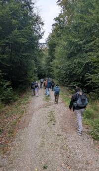 Weg durch den Wald